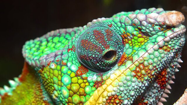 The graceful chameleon (Chamaeleo gracilis), multi-colored chameleon in the stage of excitement in the terrarium