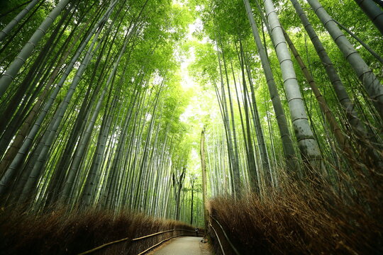 「竹林の小径」の写真素材 1,816件の無料イラスト画像 Adobe Stock