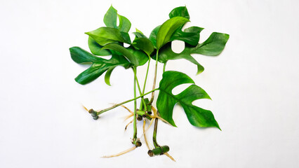 Monstera Minima (Rhapidophora Tetrasperma) plant propagation by cuttings