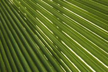 close up of palm leaf texture