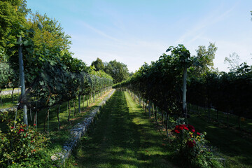Grape vines growing in summer 