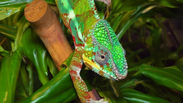 The graceful chameleon (Chamaeleo gracilis), multi-colored chameleon in the stage of excitement in the terrarium