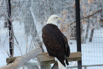 A bald eagle at a zoo looks to the right