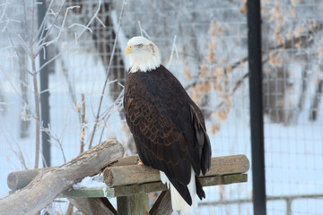 A bald eagle looks around at a zoo