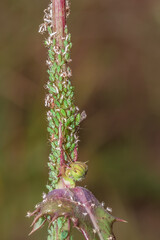 (Aphidoidea) Green aphids feeding on a (Sonchus) sow thistle plant, Cape Town, South Africa