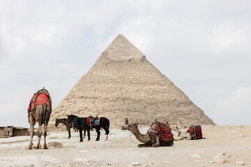 Horses and camels  in front of the Pyramid of Khufu, Cheops Pyramid in Cairo, Egypt