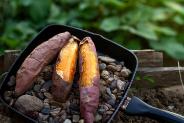 Stickily baked sweet potato with stone in frypan and green nature on background. Premium product...