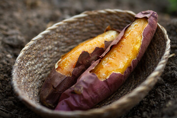 Juicy baked japanese sweet potato in wooden basket on soil, Premium and fresh product concept.