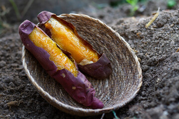 Delicious Baked japanese sweet potato in wooden basket on soil metaphor organic food and premium...