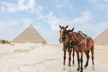 Horses in front of the Pyramid of Khufu, Cheops Pyramid in Cairo, Egypt