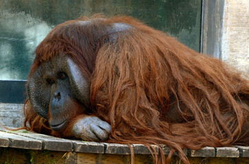 オランウータン