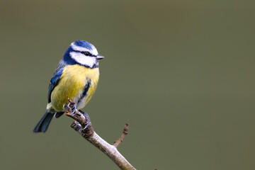 Close up of a single Bluetit on a branch with a clear smooth background