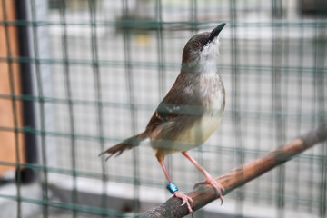Prinia familiaris bird in a cage.