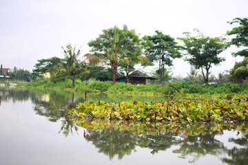 Water hyacinth plant in a swamp.