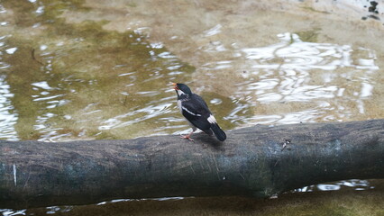 Asian pied myna|Gracupica contra|Asian Pied Starlings|印度鵲椋鳥