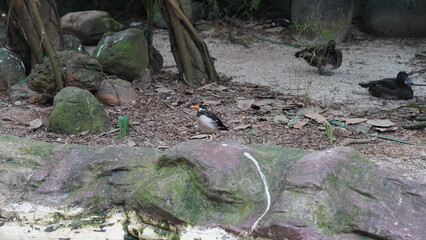Asian pied myna|Gracupica contra|Asian Pied Starlings|印度鵲椋鳥