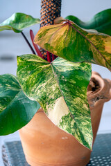 Philodendron Strawberry Shake, a plant with red stems and variegated leaves with white, cream, yellow and red splashes of color © Paul Atkinson
