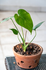 A seedling version of Monstera Thai Constellation, a variegated form of Monstera