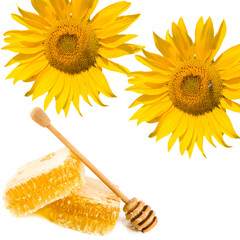 Honeycomb and sunflower flowers isolated on white . Collage. Free space for text.