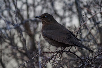 blackbird on a branch