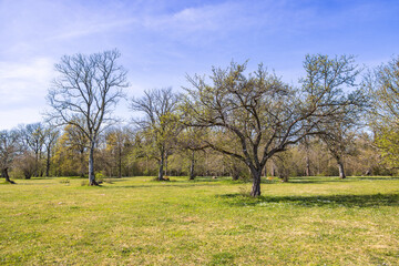 Trees on a meadow at springtime