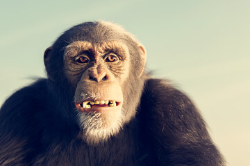 Chimpanzee monkey portrait