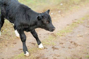 Fototapeta premium black calf with white spots on legs outdoors.