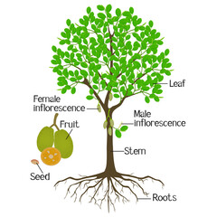 Obraz premium Parts of jackfruit plant isolated on a white background.