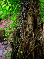 The amazing island of Bali.