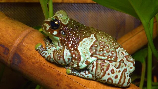 The Mission golden-eyed tree frog