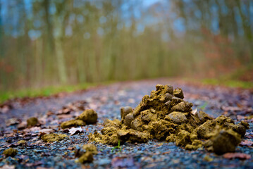 Pferdeäpfel im Wald © Niklas