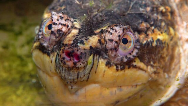 Close-up, head Snapping Turtle (Chelydra serpentina), terrarium