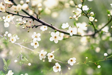 Flowering branches and petals on a blurred background,