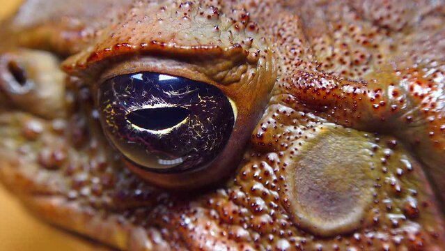 Cane toad (Rhinella marina), close-up of the head and eye of a toad