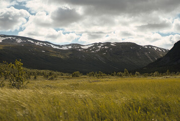 sumpfige grün gelbe Wiese mit Bergen und Schnee im Hintergrund in Norwegen