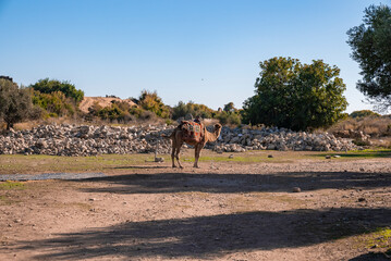 Naklejka premium Side view of camel standing on land with clear blue sky in the background during sunny day at Side in Turkey