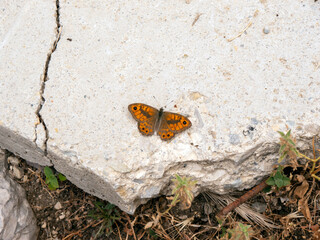 Fototapeta na wymiar Wall brown butterfly with black doted wings on stone top view