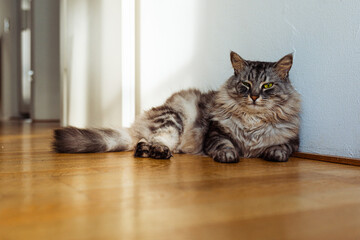 Fluffy shaggy domestic cat Maine Coon breed sits on parquet floor near  wall in sun
