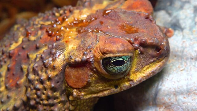 Cane toad (Rhinella marina), close-up of a toad's head