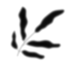 Leaf Shadow Illustration