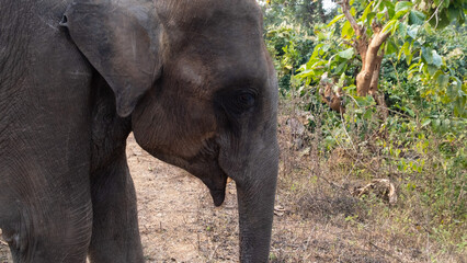Fototapeta premium Elephants closeup
