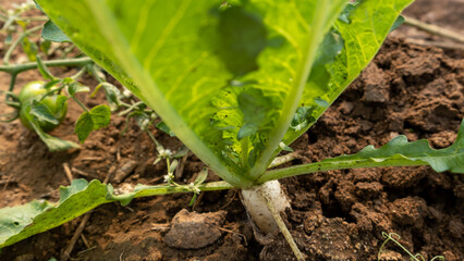 Radish farming, organic, fresh, healthy
