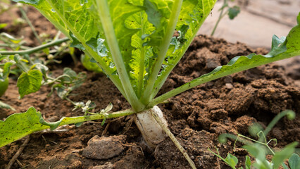 Radish farming, organic, fresh, healthy