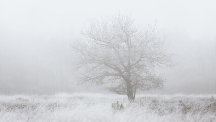 misty morning in the forest