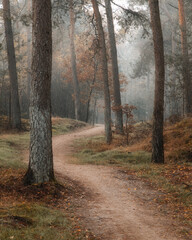 Naklejka premium path in the woods