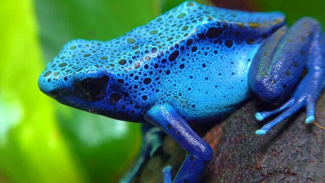 The blue poison dart frog or blue poison arrow frog (Dendrobates tinctorius, Dendrobates azureus)