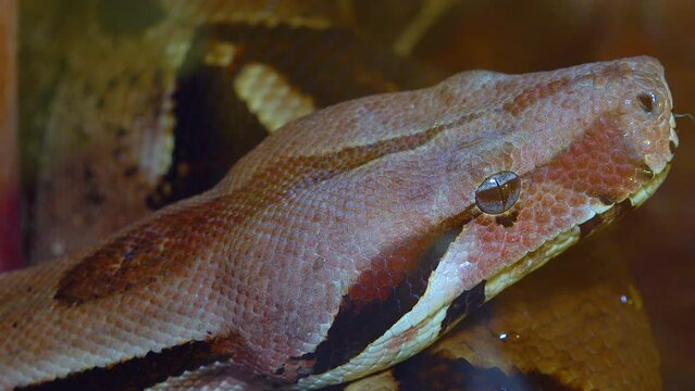 Close-up head of a spotted boa constrictor in a terrarium