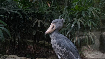 Shoebill|Shoe-billed stork|Balaeniceps rex|鯨頭鸛