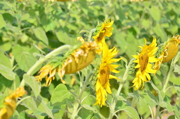 scenic view of sunflowers on a sunny day with a natural flower fields background. sensitive focus.