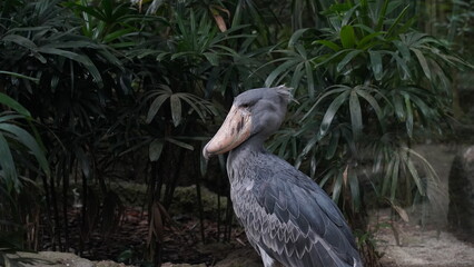 Le Bec-en-sabot du Nil (Balaeniceps rex), également appelé Bec-en-sabot, est un grand oiseau originaire des marécages tropicaux d'Afrique centrale, notamment en Ouganda, au Soudan du Sud, en Zambie et